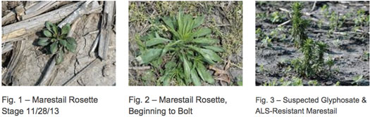 anews-4apr14-4-marestail.jpg